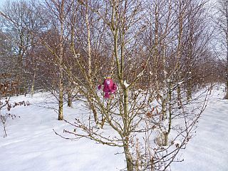 Still in a tree