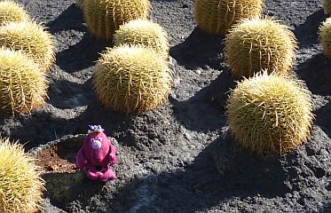 Among the cacti