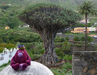 Dragon Tree