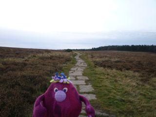 Moorland Path